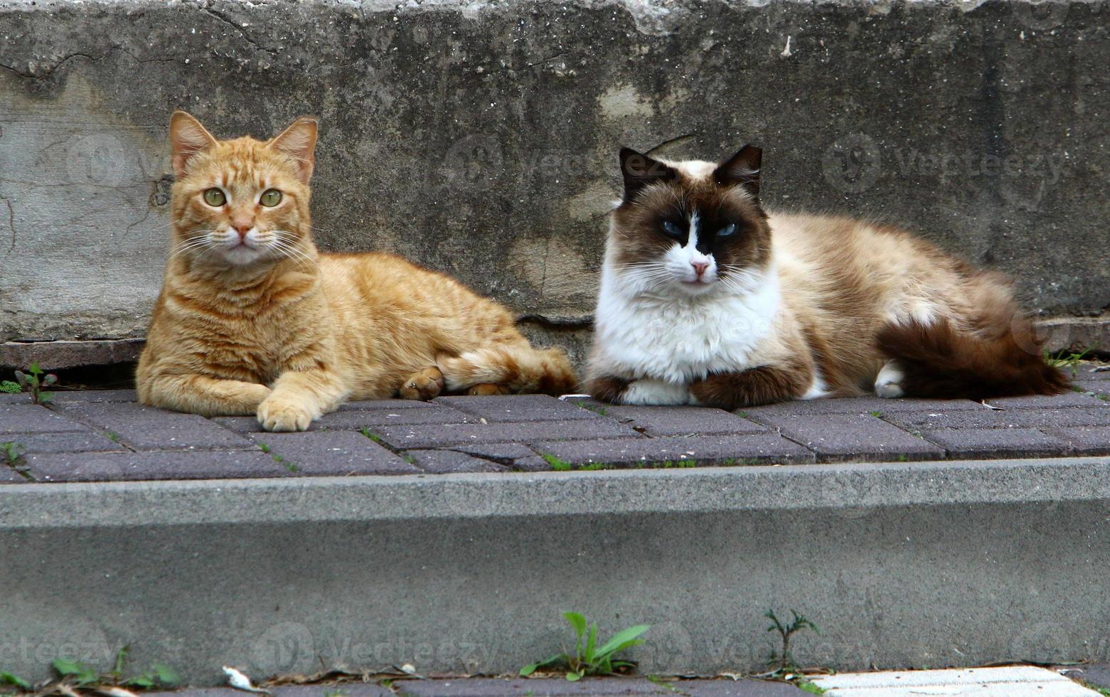 le chat domestique est un mammifère de la famille des félins de l'ordre des carnivores. photo