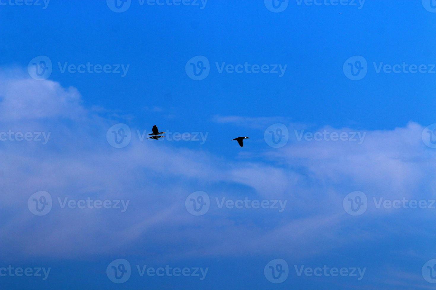 oiseaux dans le ciel au-dessus de la mer méditerranée. photo