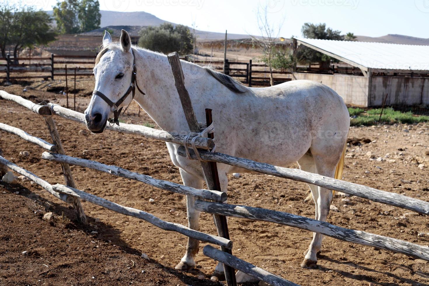 chevaux domestiques dans une écurie en israël. photo