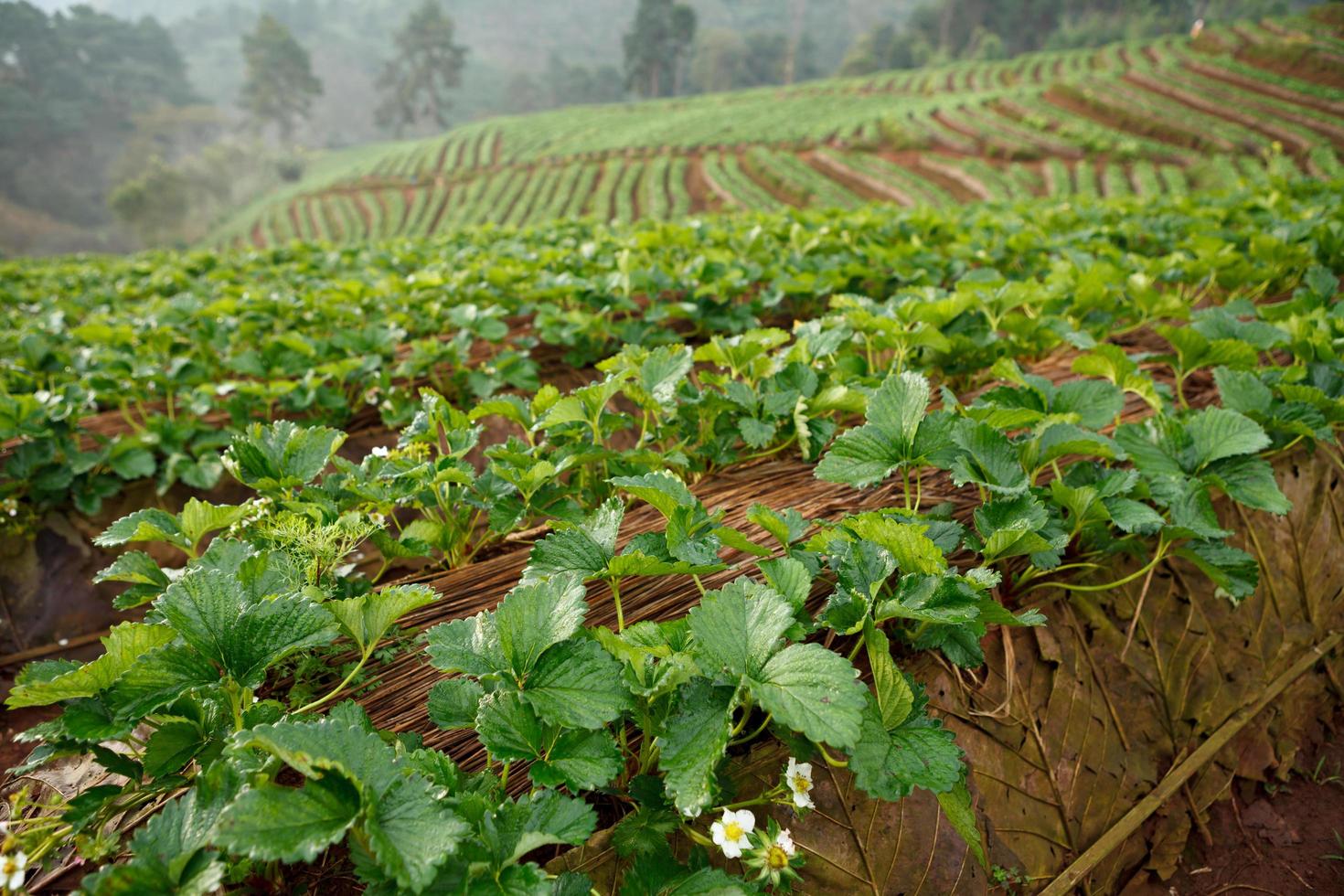 jardin de fraises le matin à doi ang khang , chiang mai, thaïlande photo