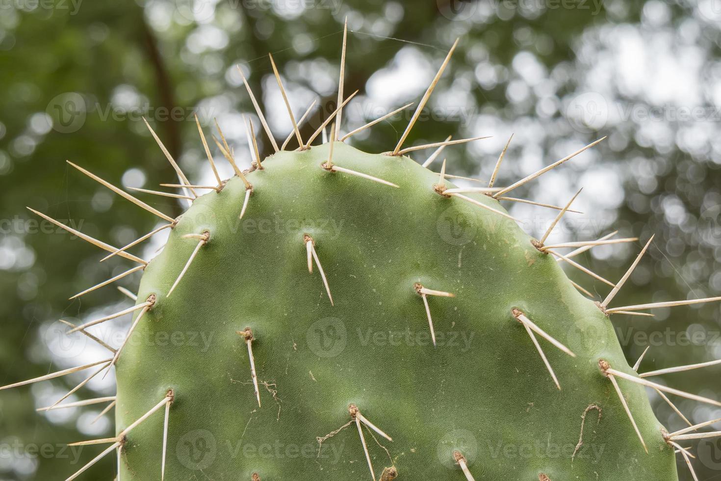 cactaceae, opuntia, figue de Barbarie cactus fruitsand photo