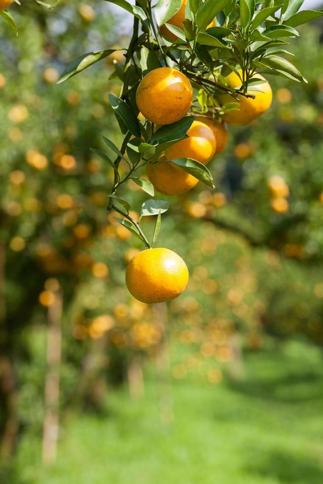 gros plan orange frais sur plante, oranger photo