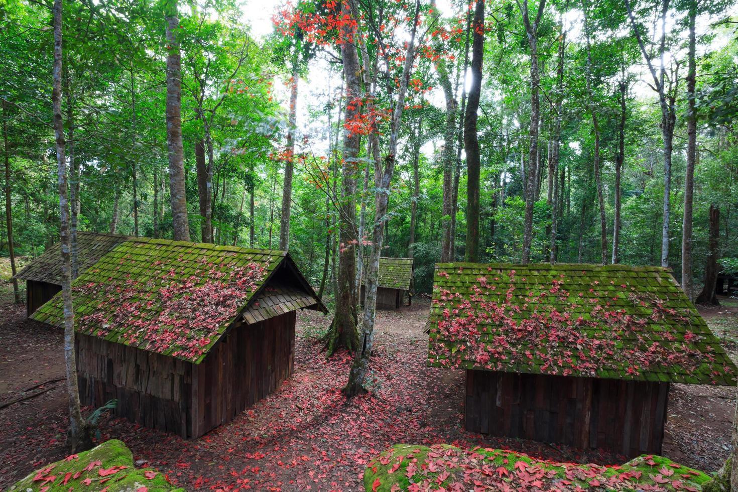 feuille d'érable rouge avec école politique et militaire au parc national de phu hin rong kla, thaïlande photo