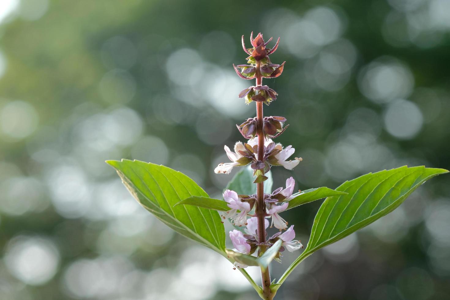 feuilles de basilic sur fond nature bokeh photo