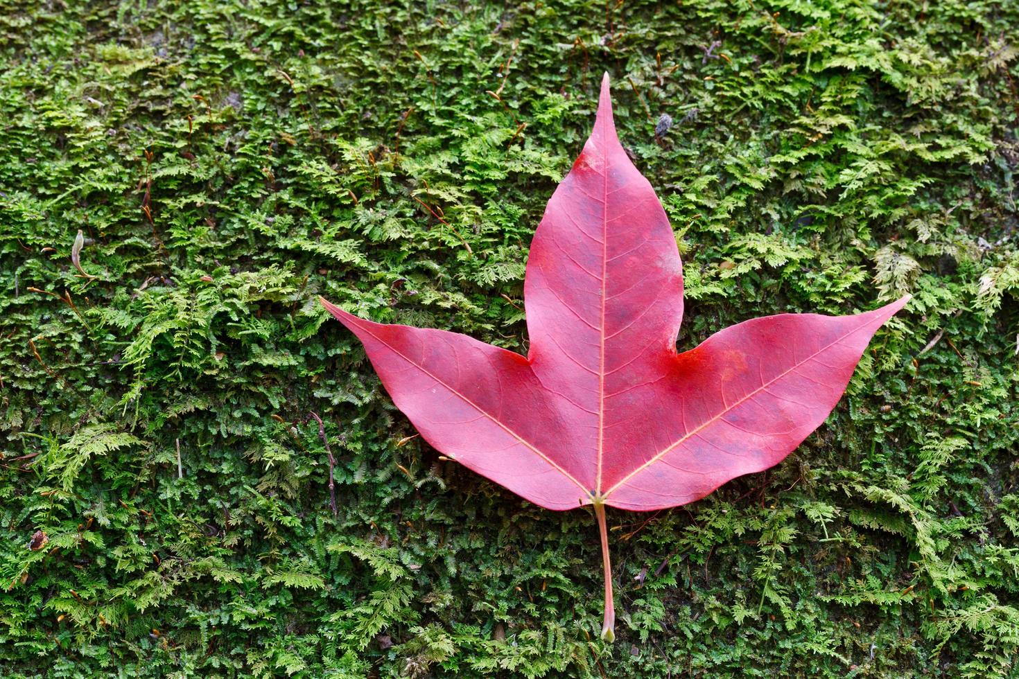 Feuilles d'érable rouge sur mousse de pierre photo