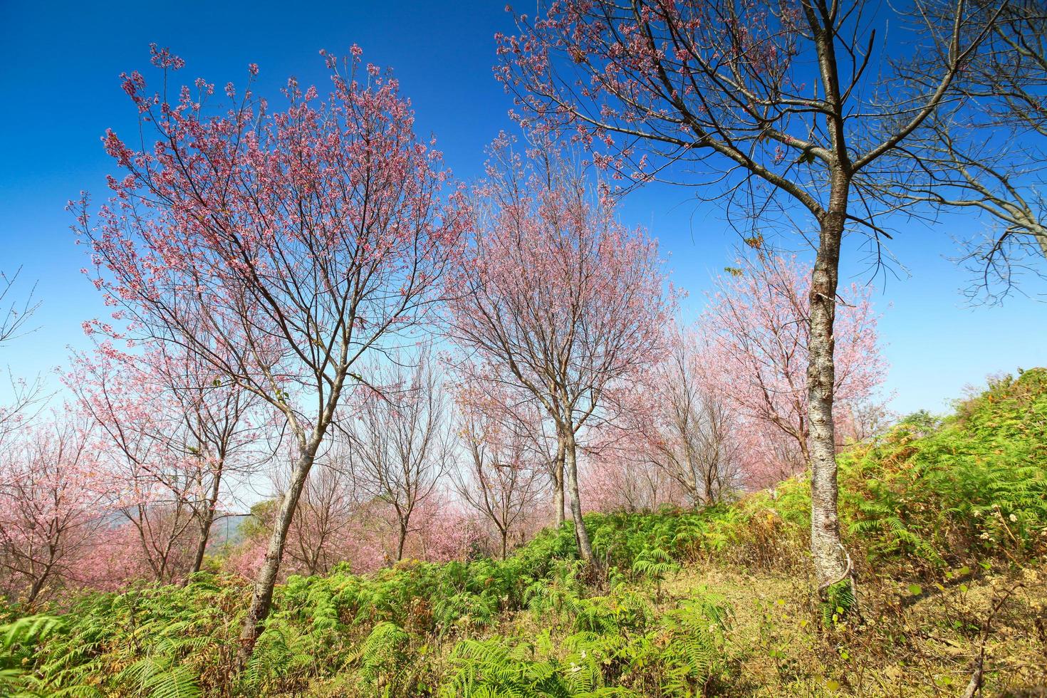 fleurs de sakura en fleurs à phu lom lo, province de loei en thaïlande photo