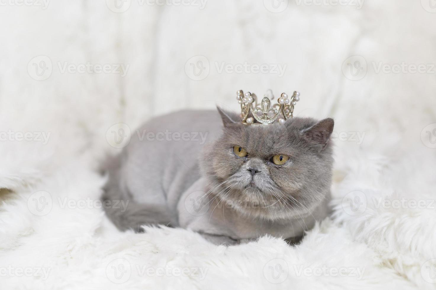 portrait d'un scottish fold jolis chats sur fond de studio blanc photo