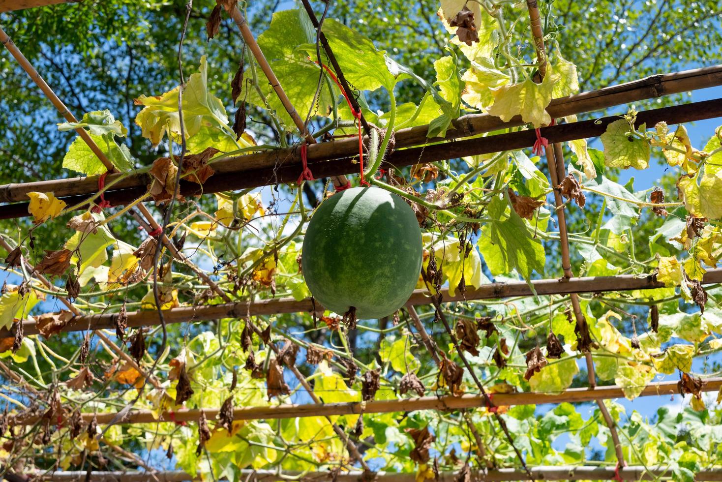 le concombre long est une sorte de cucurbitacées plantées sur l'échafaudage. photo