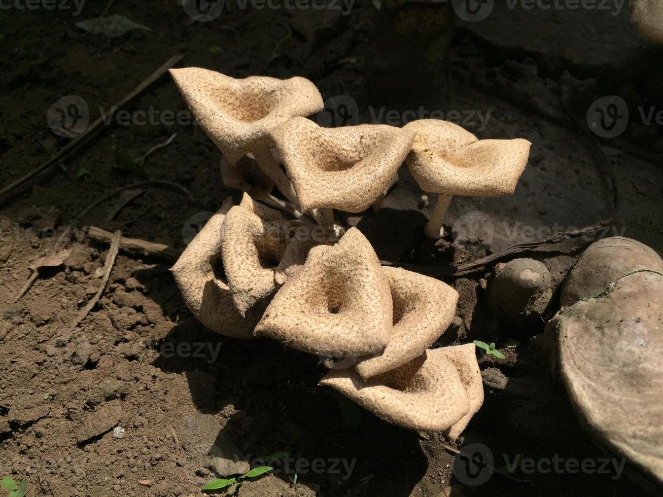 gros plan d'un champignon avec une forme unique sur le tronc d'un manguier abattu depuis longtemps. développement de champignons parasites sur les arbres. photo