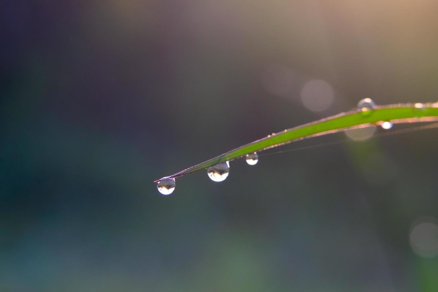 photo en gros plan de la rosée du matin sur les feuilles, gouttes d'eau naturelles pour le fond