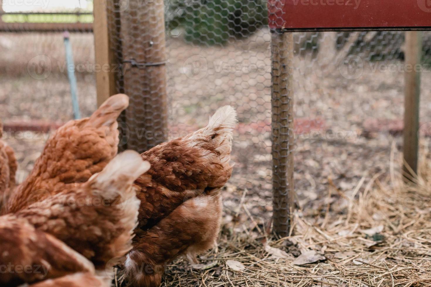 poules aux œufs de basse-cour photo