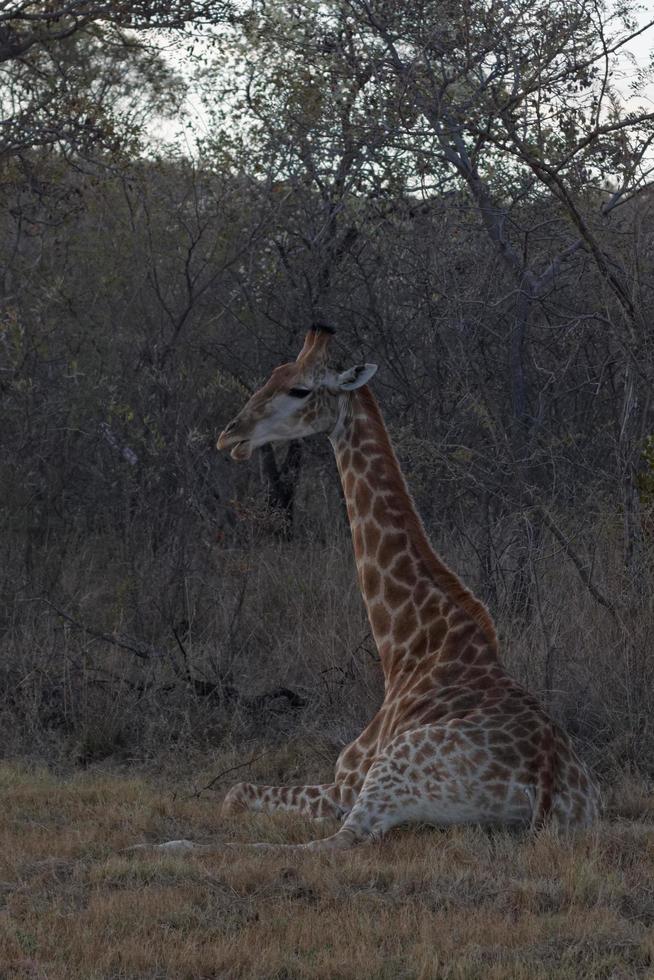 jeune girafe assise photo