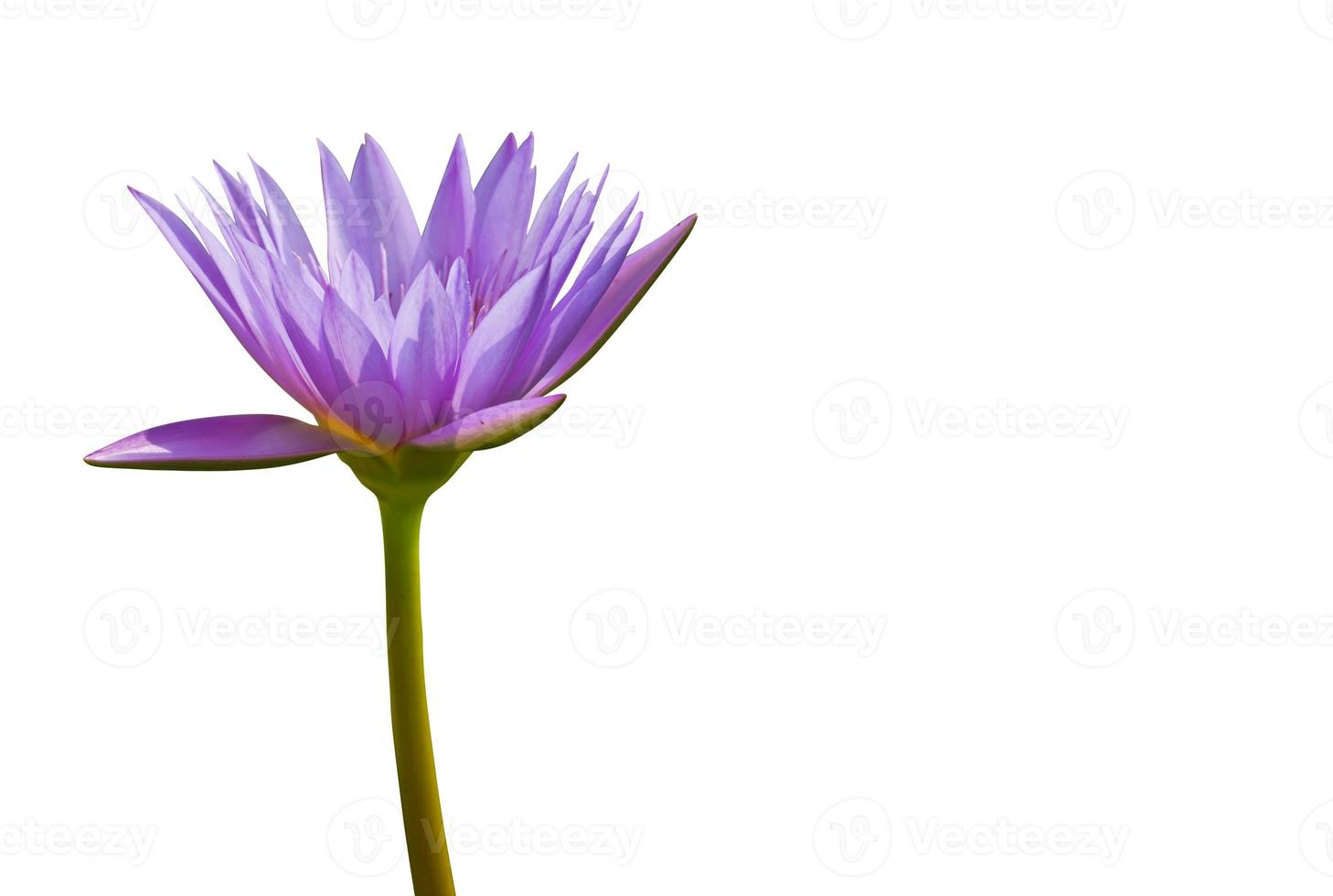 lotus violet photo