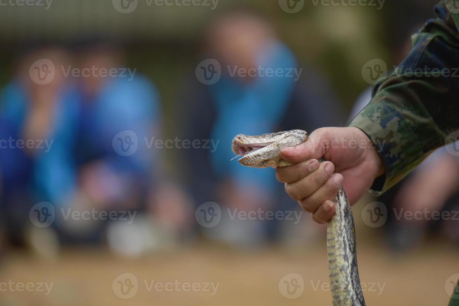 un homme attrape un serpent à tête photo