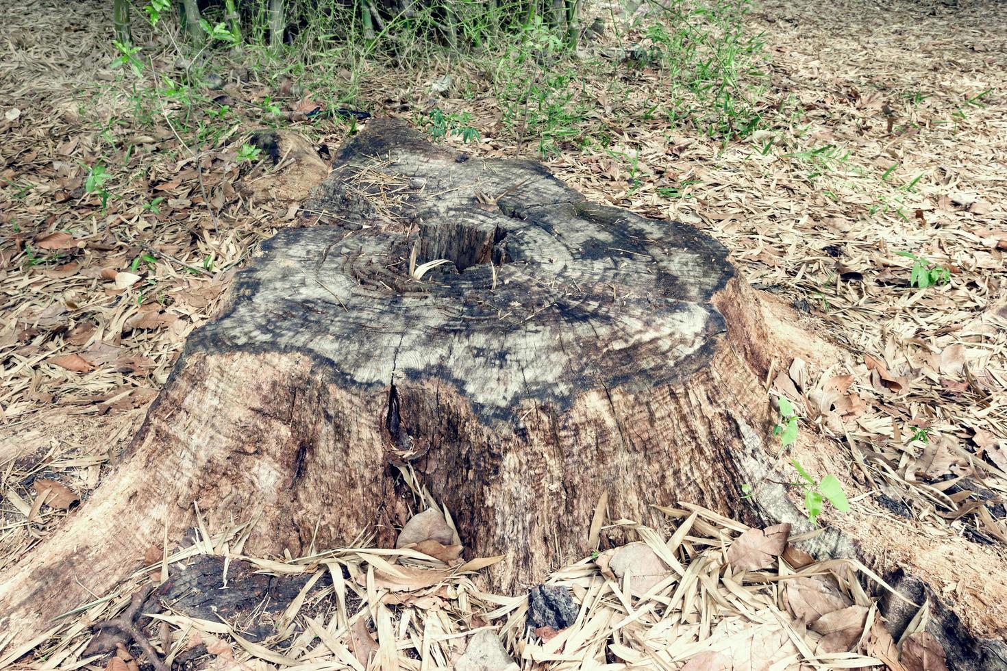 gros plan souche dans la forêt photo