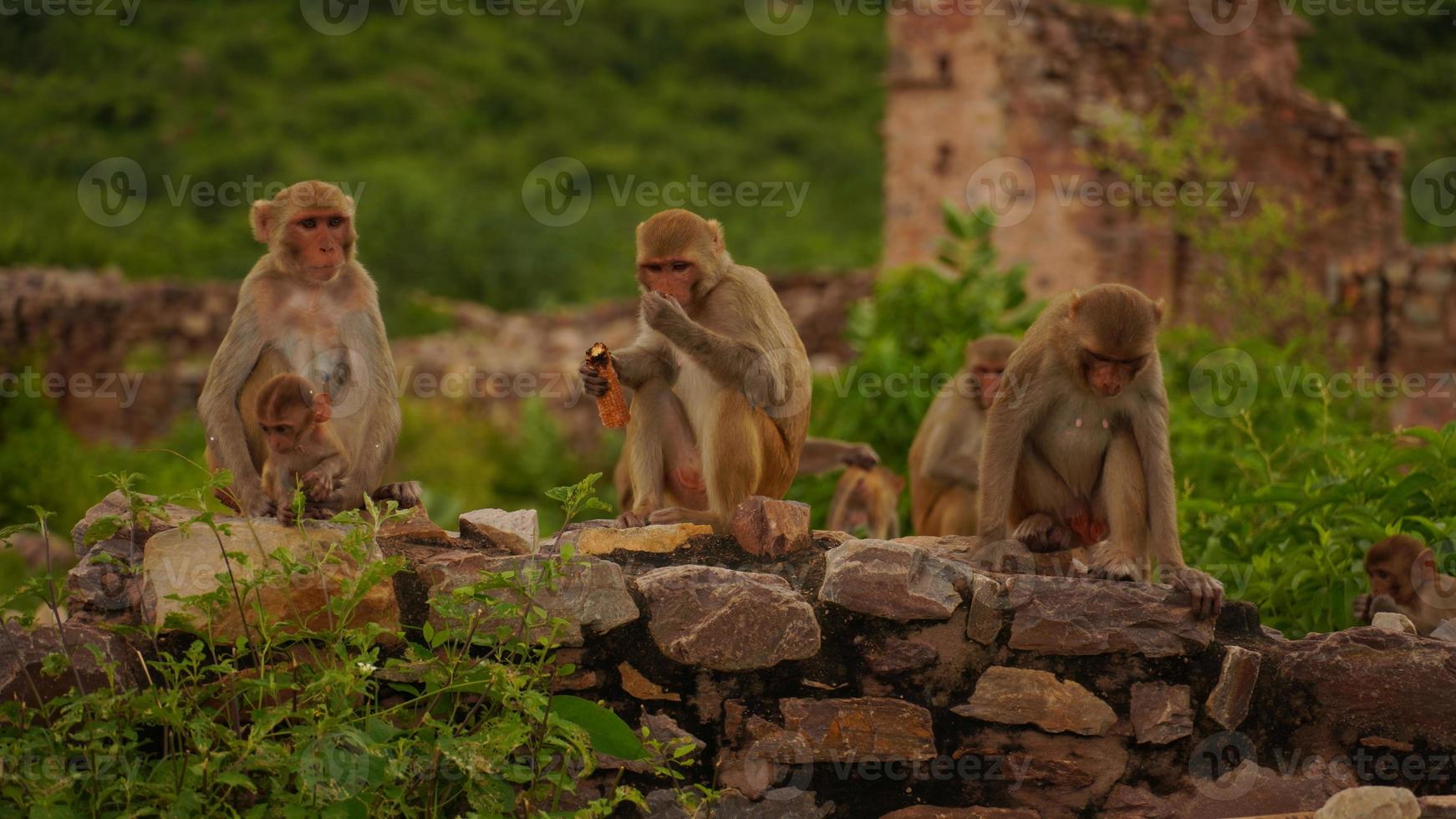 singe mangeant du maïs sur des pierres photo