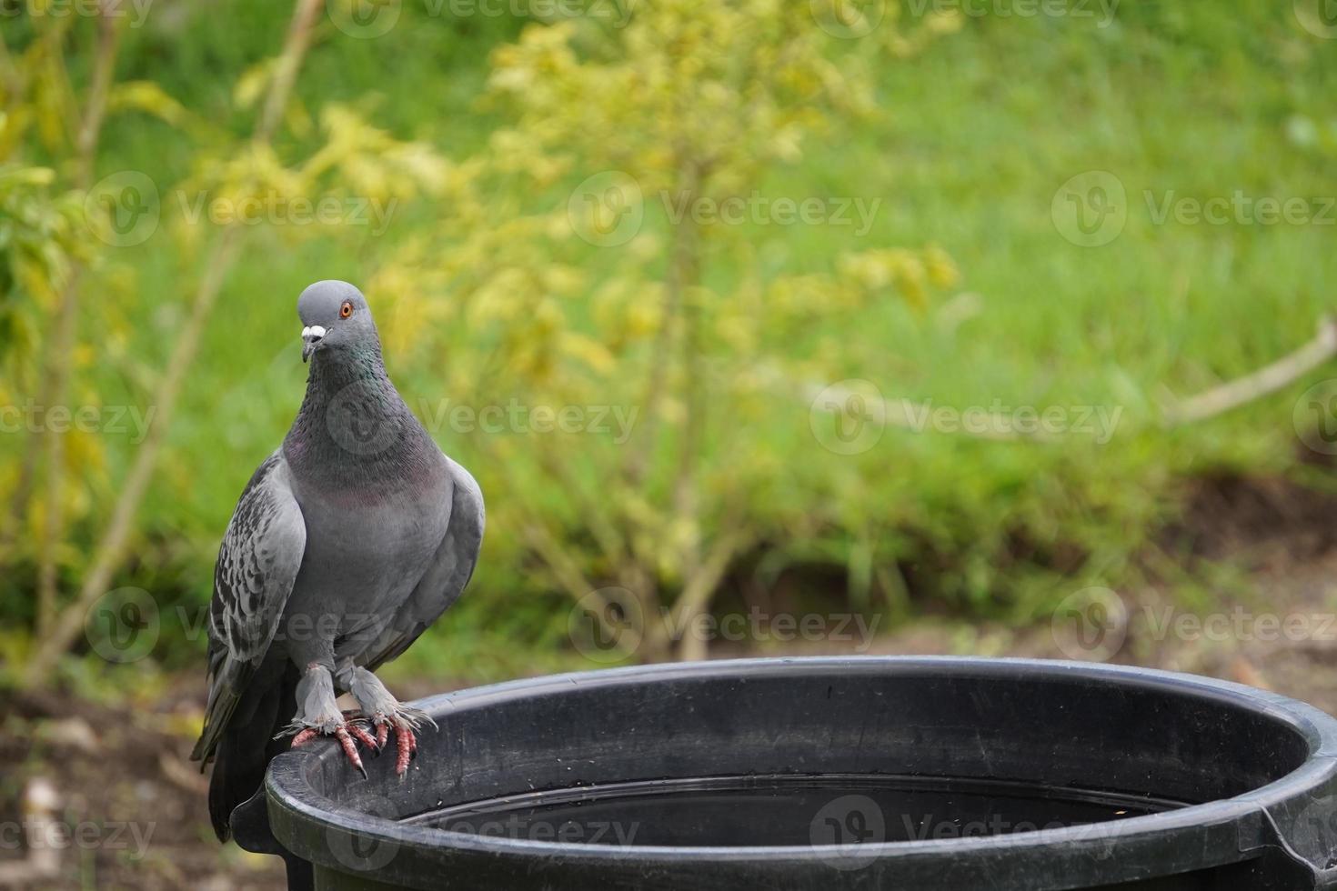 pigeons perchés au bord du bassin. photo