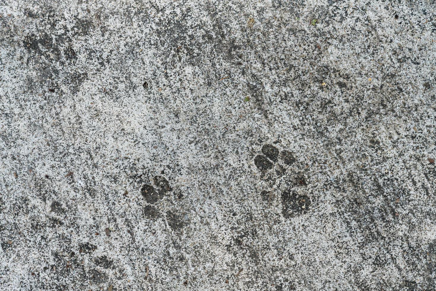 Empreintes de chien sur sol en ciment photo
