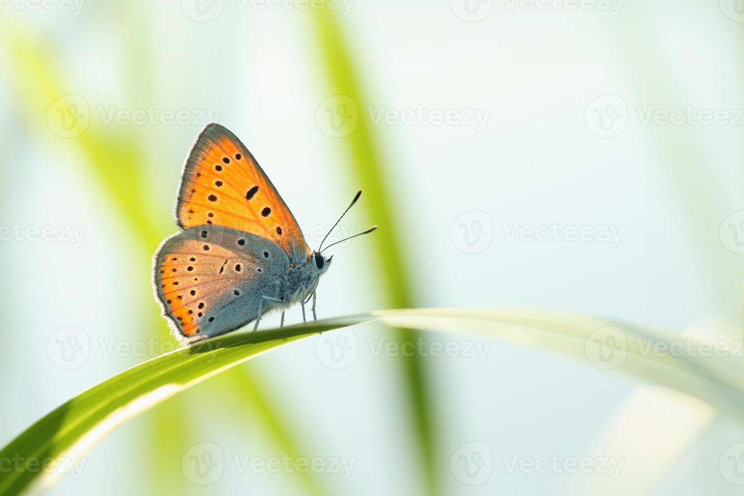 gros plan d'un papillon photo