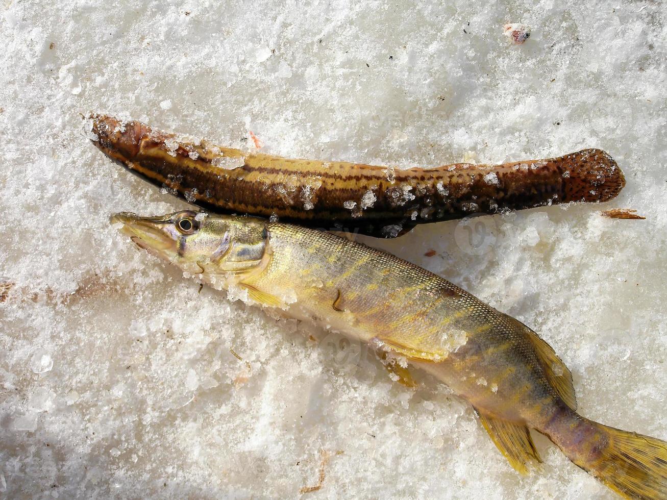 étang de pêche louche et brochet sur la glace photo