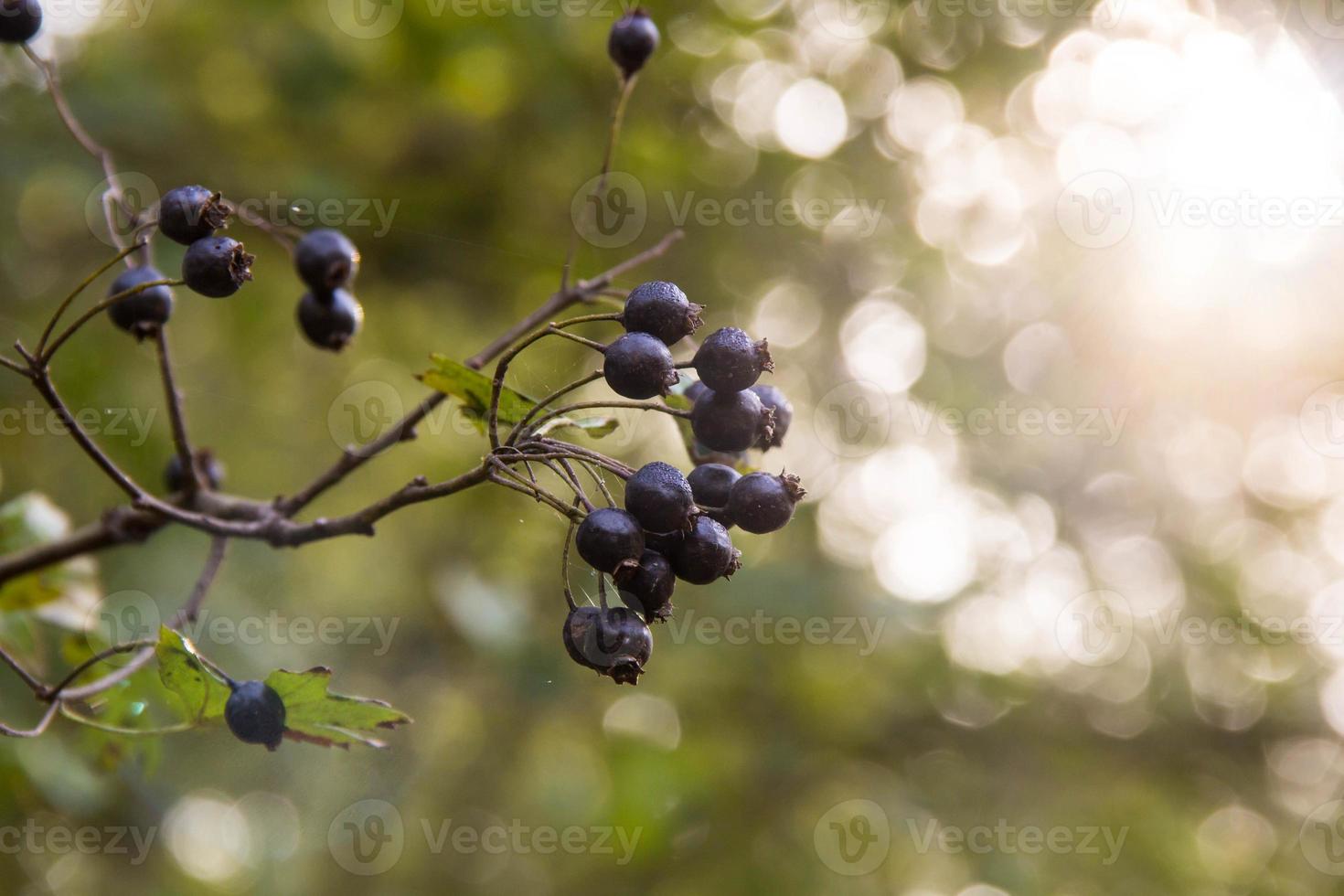 grappes de fruits sureau noir dans le jardin de printemps photo
