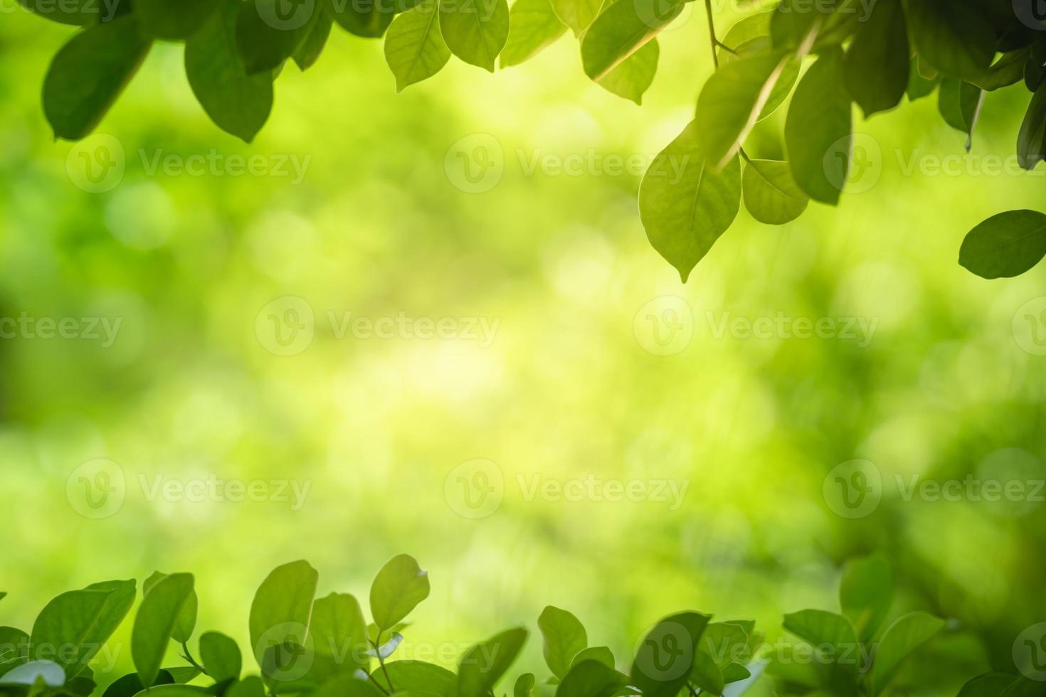 Libre de belle vue sur la nature feuille verte sur fond de verdure floue dans le jardin avec copie espace en utilisant comme fond d'écran page concept.i photo