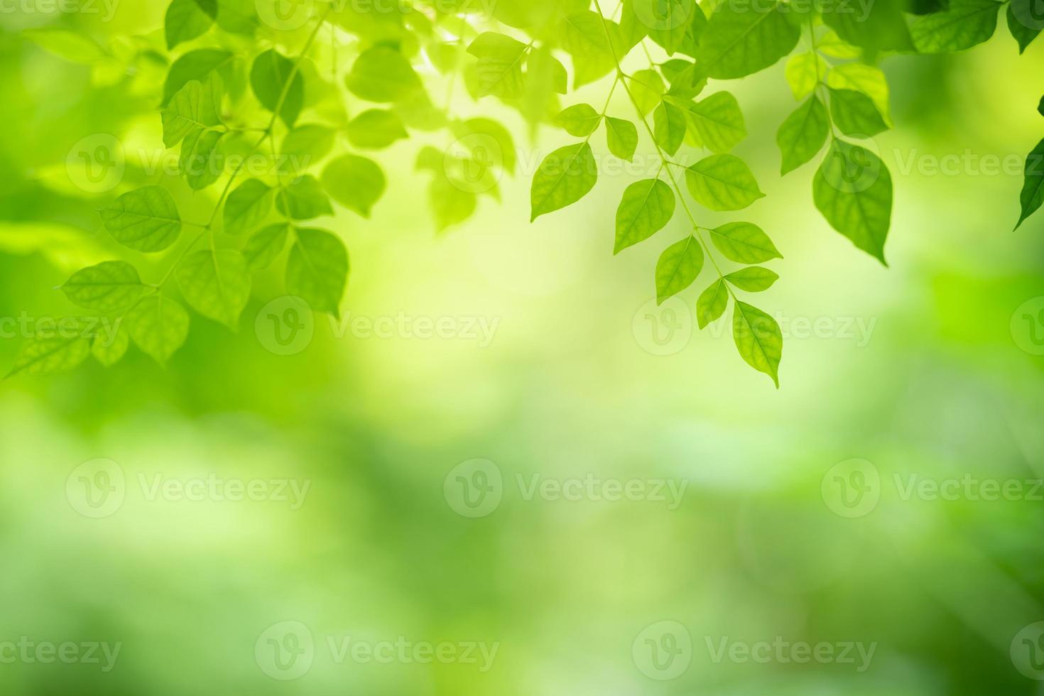 Libre de belle vue sur la nature feuille verte sur fond de verdure floue dans le jardin avec copie espace en utilisant comme fond d'écran page concept.i photo
