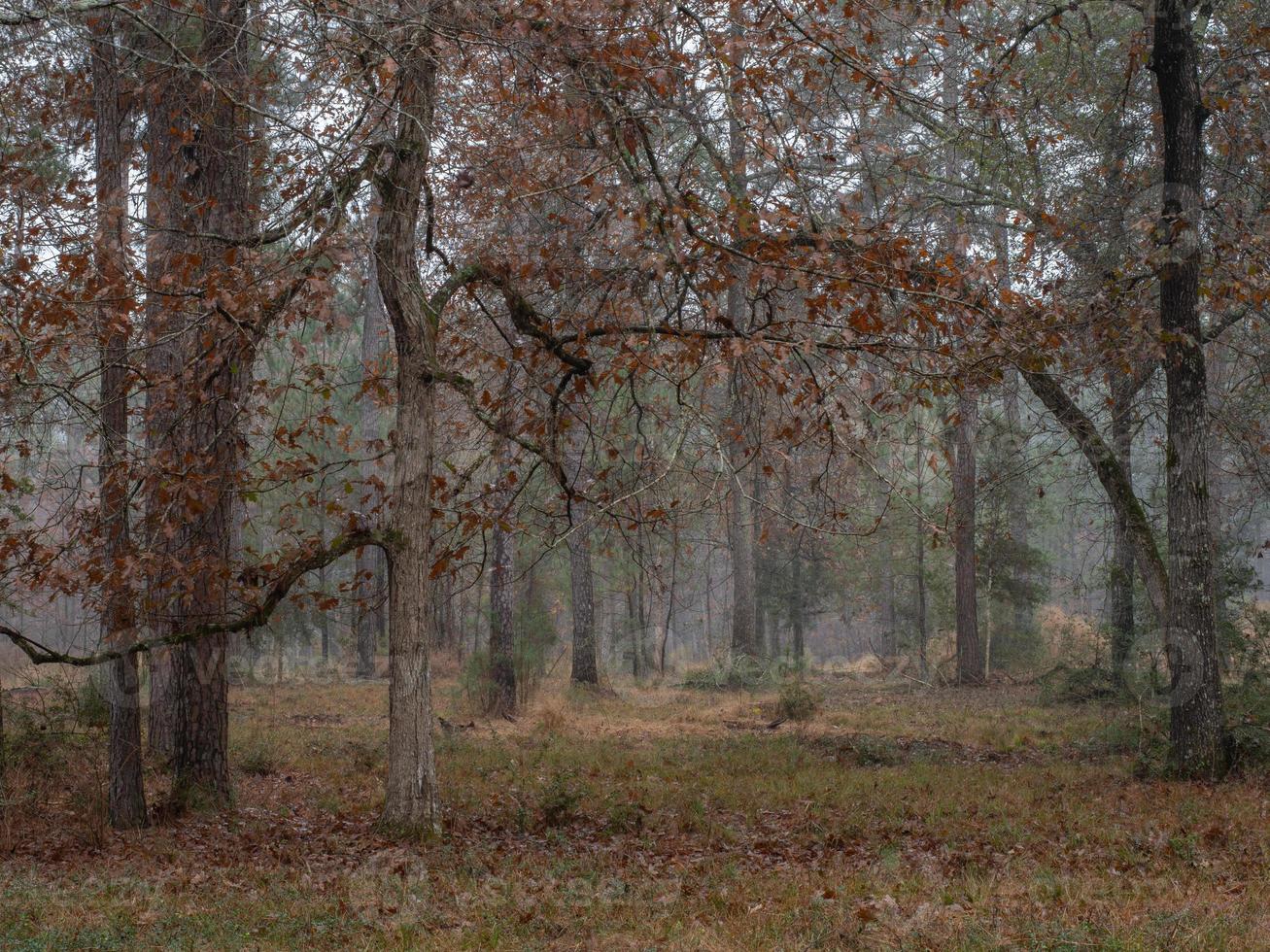 arbres à feuilles caduques dans un bois laissant tomber leurs feuilles en automne. photo