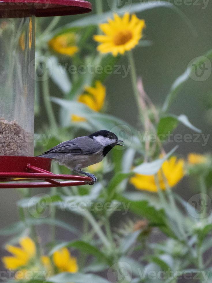 une mésange de caroline, poecile carolinensis, perchée sur une mangeoire devant des tournesols maximilliens. photo