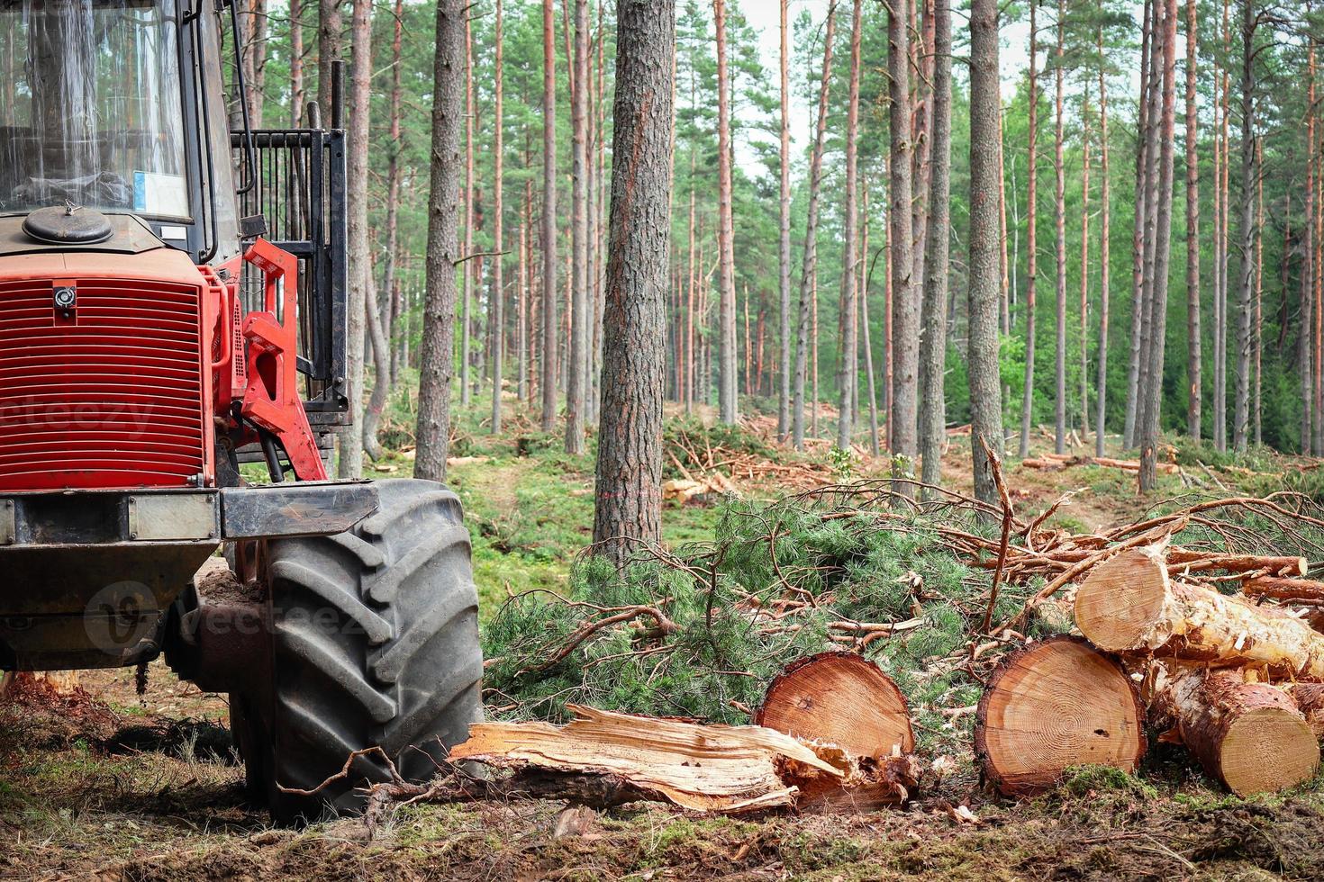 machine forestière rouge qui efface les arbres dans la forêt d'été verte debout près de bûches de bois coupées entourées de troncs d'arbres en croissance photo