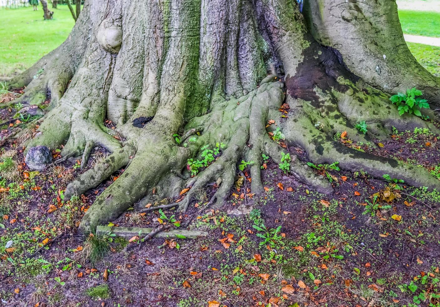 un très vieil arbre tordu avec de nombreuses racines. photo