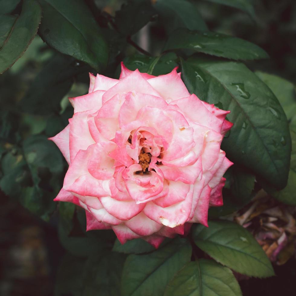 une fleur de rose rose clair fleurit dans le jardin sur un arrière-plan flou. photo