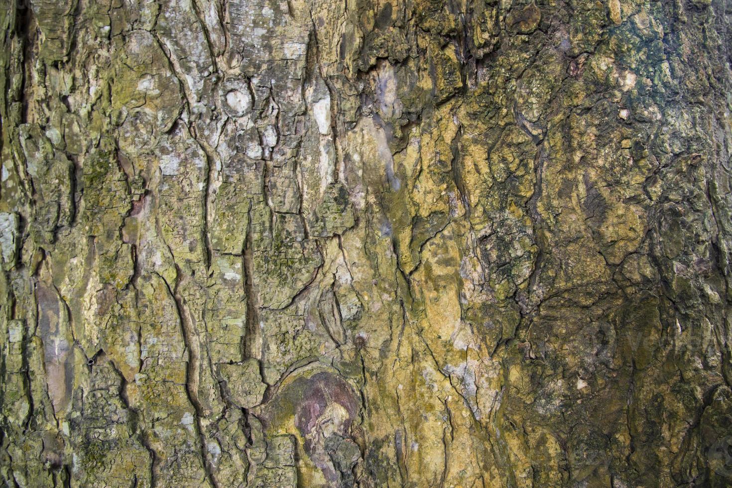 l'arrière-plan texturé de l'écorce d'un vieux grand arbre recouvert de petite mousse verte photo