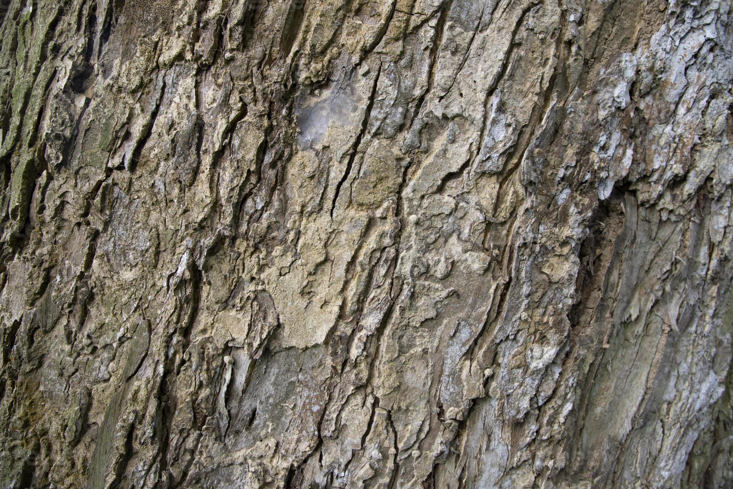 le fond texturé de la vieille écorce de grand arbre photo