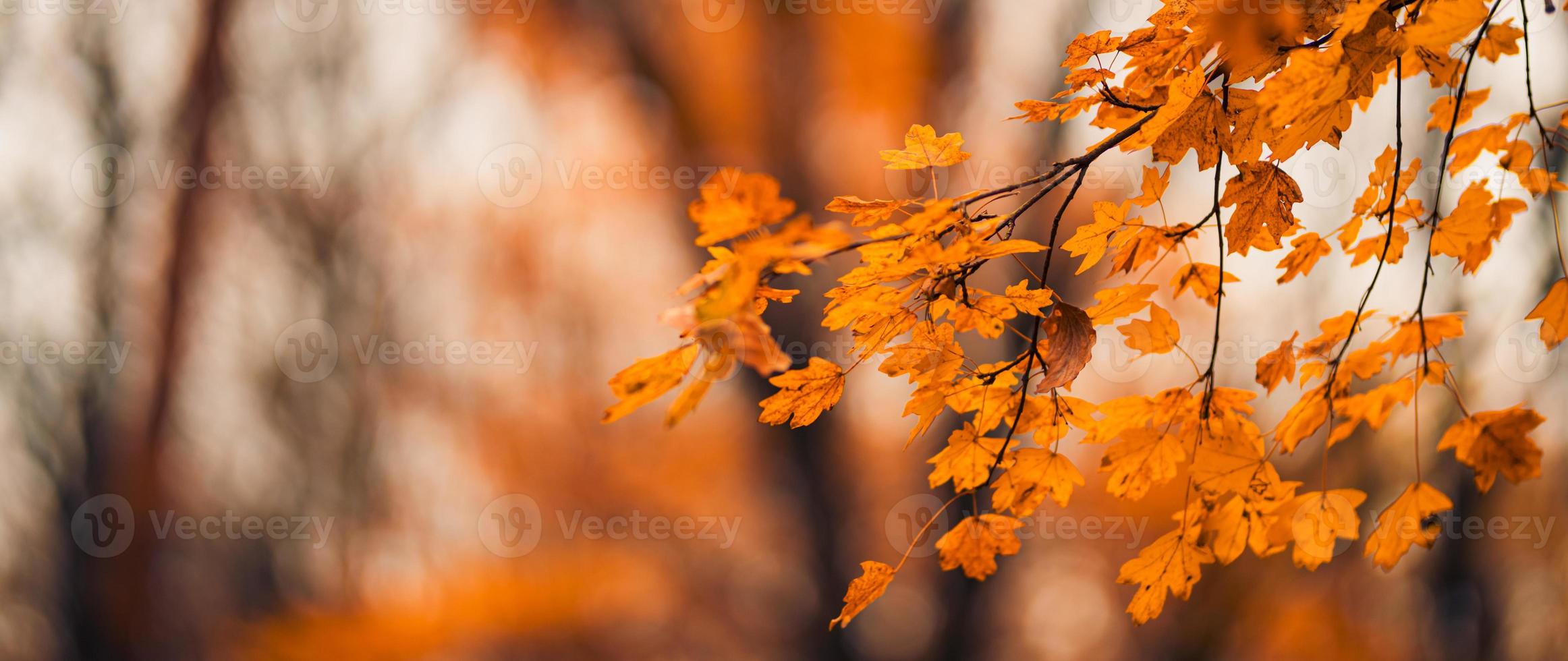 chute des feuilles jaunes dans l'arrière-plan bokeh du parc avec des rayons de soleil. paysage naturel d'automne. beau gros plan, panorama de feuilles dorées, feuillage forestier flou. bannière automnale idyllique. paisible à l'extérieur photo