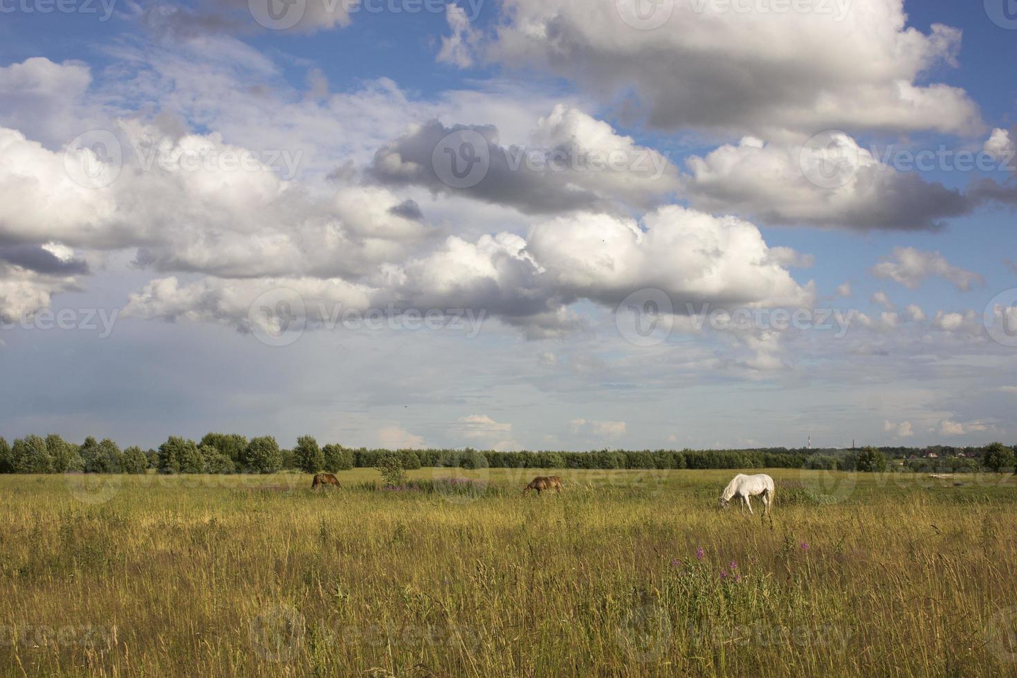 chevaux dans les verts pâturages des fermes équestres herbe fanée photo