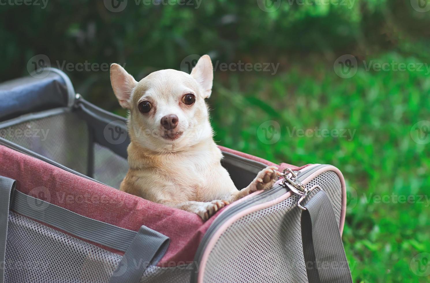 Heureux chien chihuahua brun debout dans un sac de transport pour animaux de compagnie voyageur en tissu rose sur l'herbe verte dans le jardin, souriant. voyager en toute sécurité avec des animaux. photo