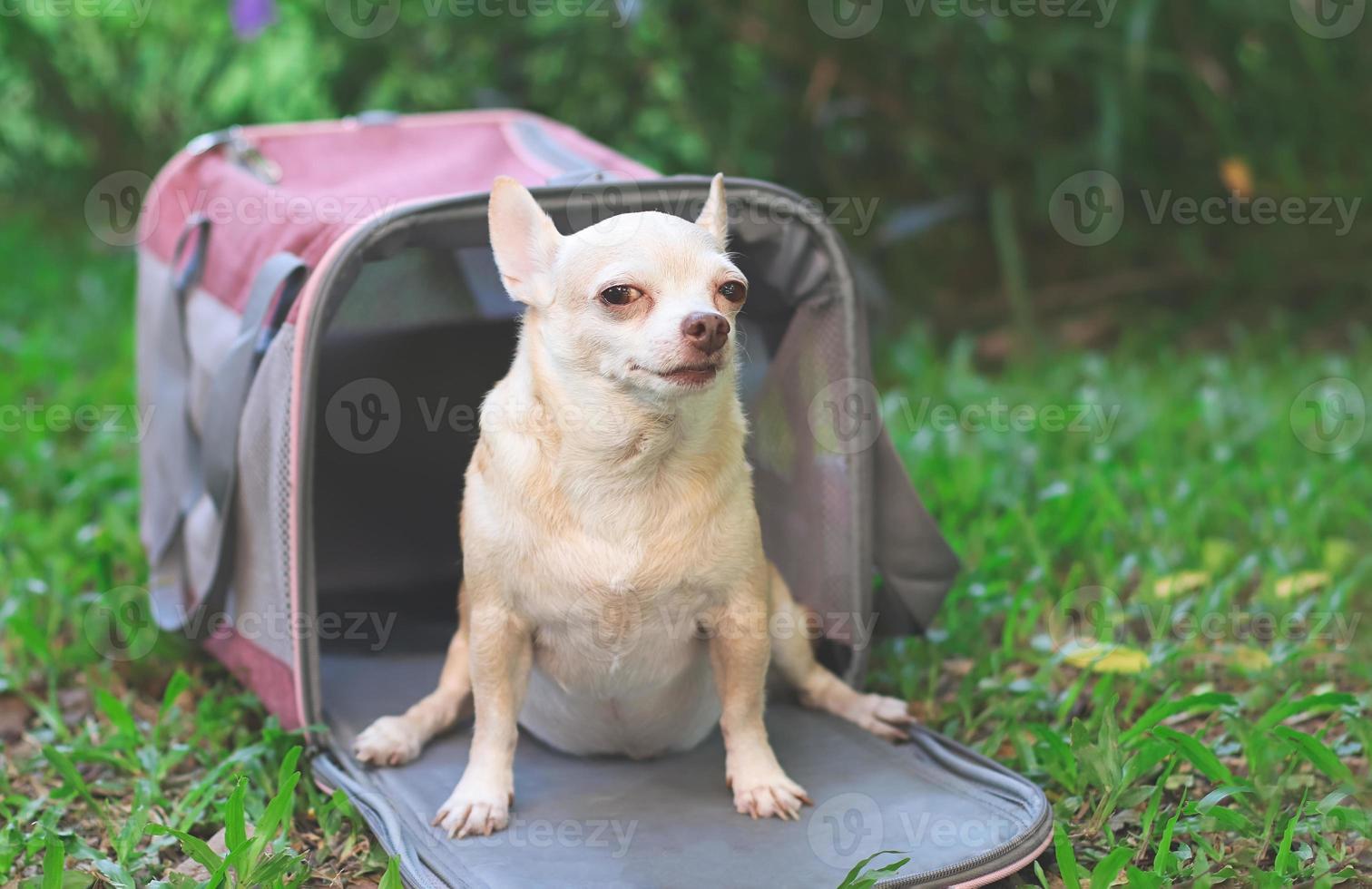 chien chihuahua brun assis devant un sac de transport pour animaux de compagnie de voyageur en tissu rose sur l'herbe verte dans le jardin, regardant la caméra et louchant, prêt à voyager. voyager en toute sécurité avec des animaux. photo