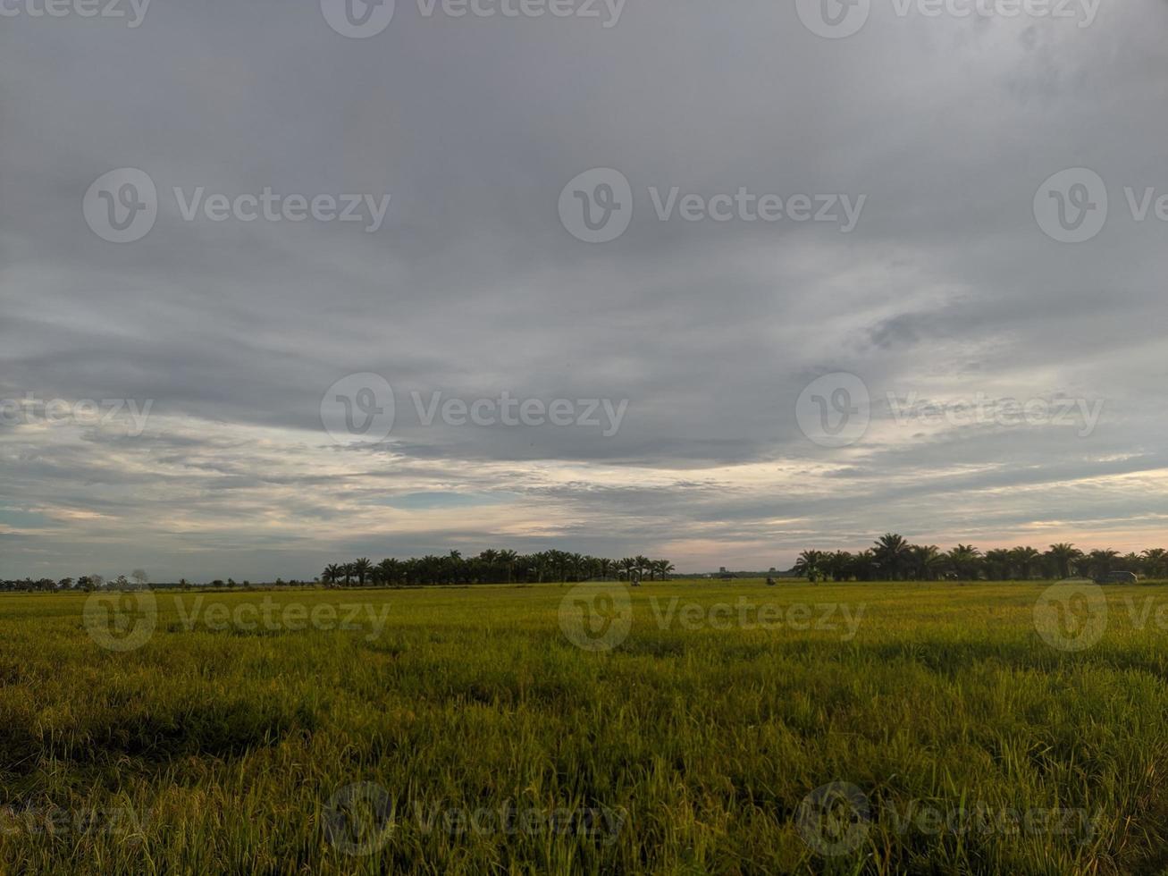 photographie de paysage dans les rizières de l'est de l'île de Kalimantan photo
