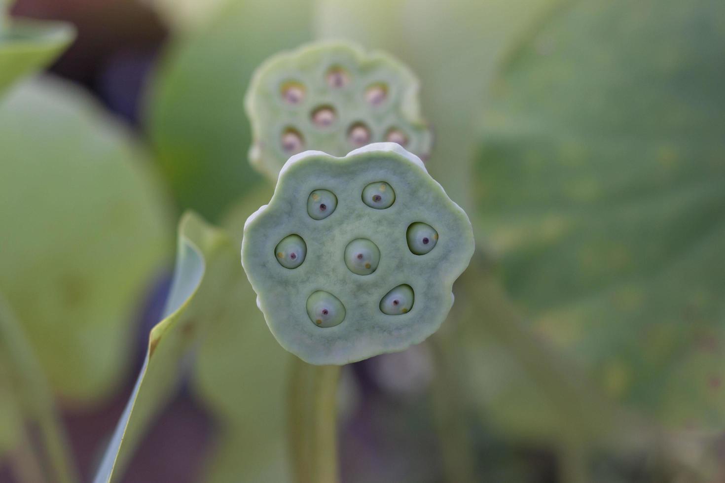 gousses de graines de lotus dans le jardin sur fond de nature floue. photo