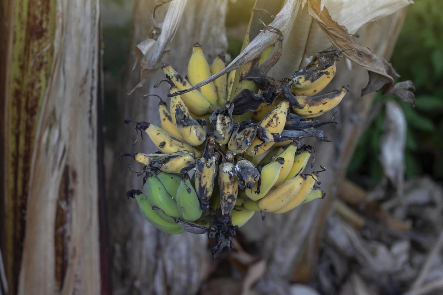 les bananes mûres sur les arbres de la forêt fournissent de la nourriture à de nombreux animaux. photo