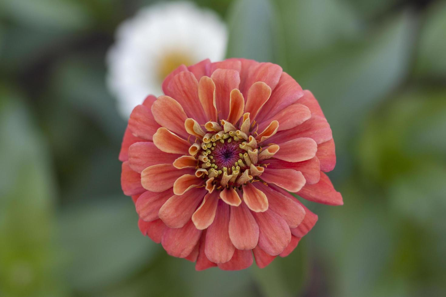 vue de dessus de la belle fleur de zinnia rouge fleurit dans le jardin sur fond de nature floue. photo