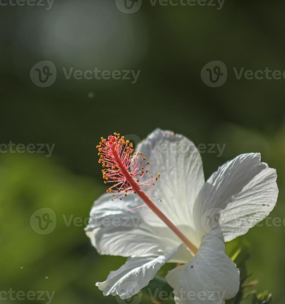 un hibiscus chinois blanc photo