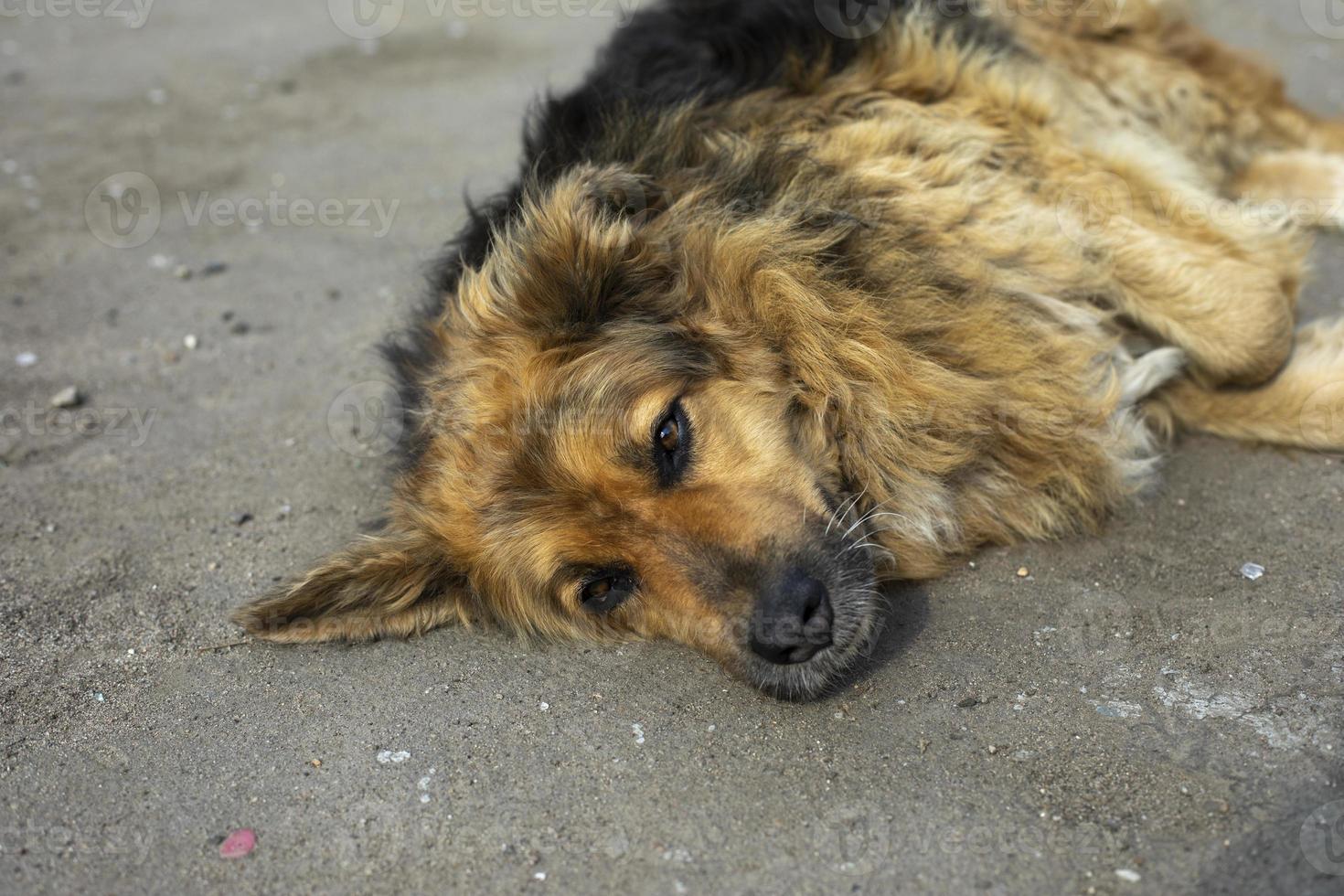 le chien est allongé sur l'asphalte. portrait de chien allongé sur la route. chien errant dans la rue. photo