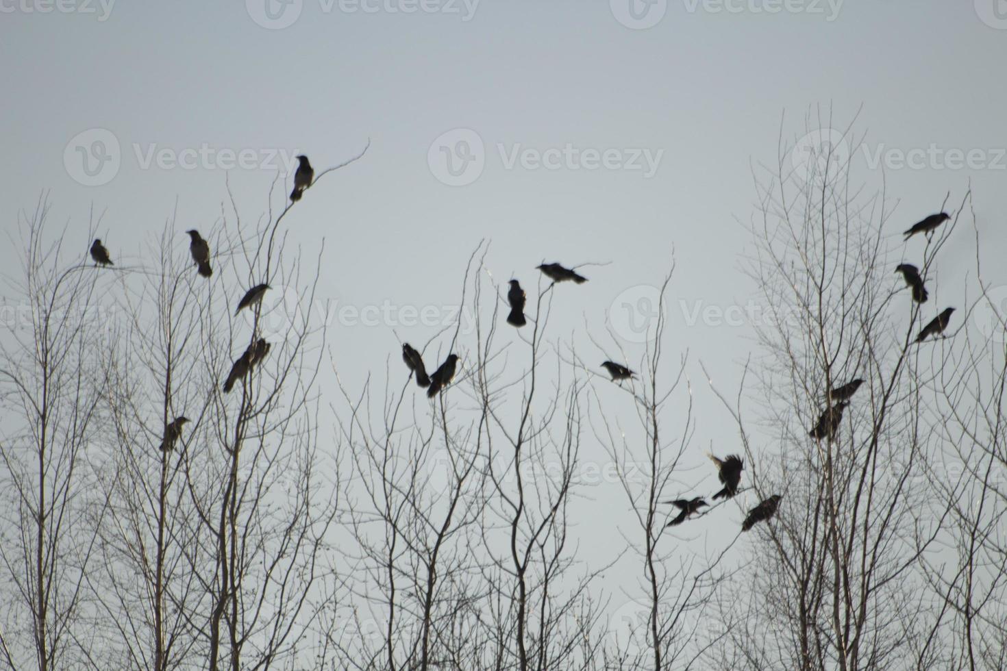 oiseaux sur l'arbre. beaucoup d'oiseaux noirs. arbres nus. photo