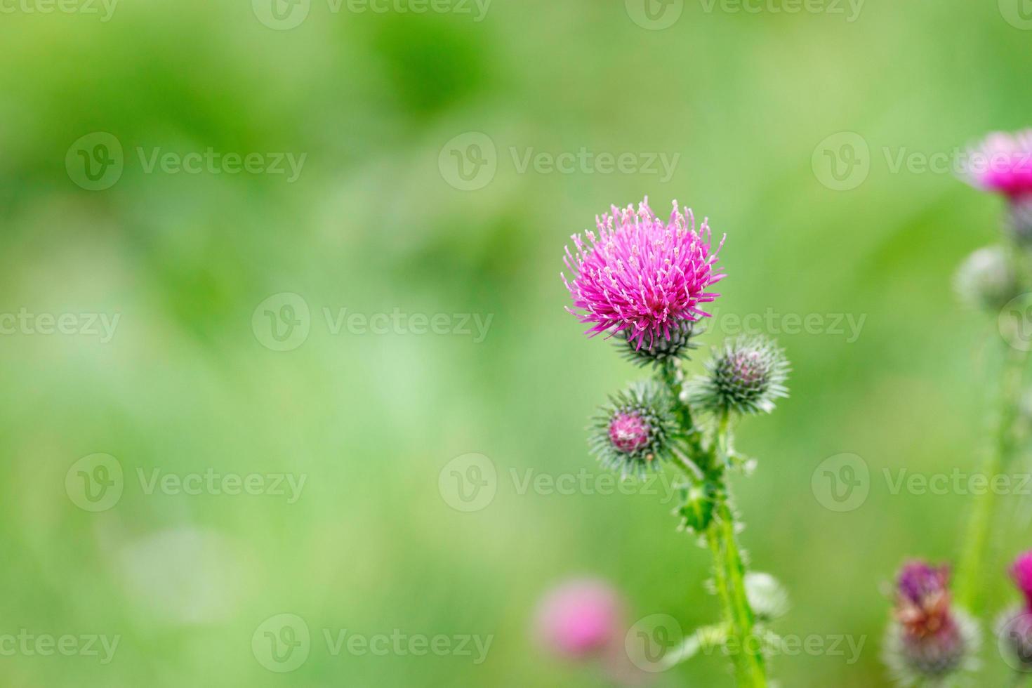 belle et délicate fleur de chardon rose sur fond flou d'herbe verte d'été. photo