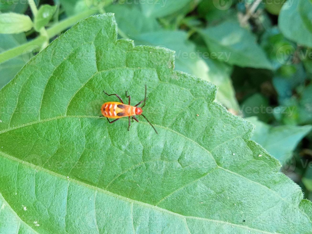 insecte rouge sur feuille verte photo