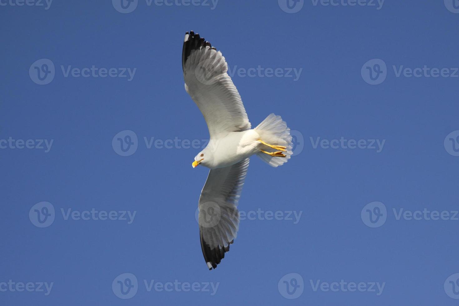 une mouette blanche photo