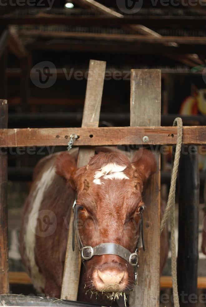 vache prête pour la traite photo