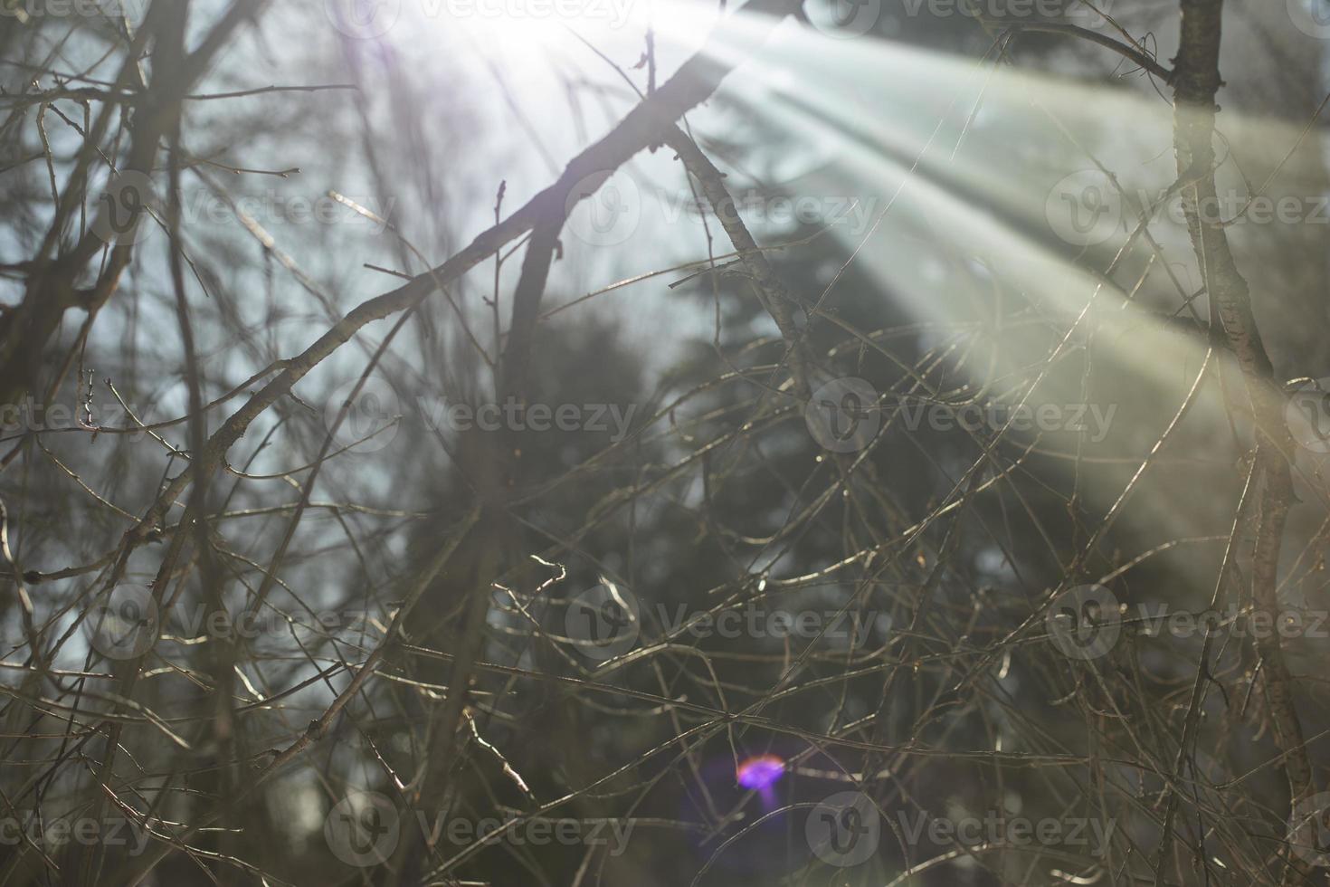 rayons du soleil à travers les plantes. éblouissement sur la lentille. photo